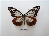 藏品(大絹斑蝶)的圖片